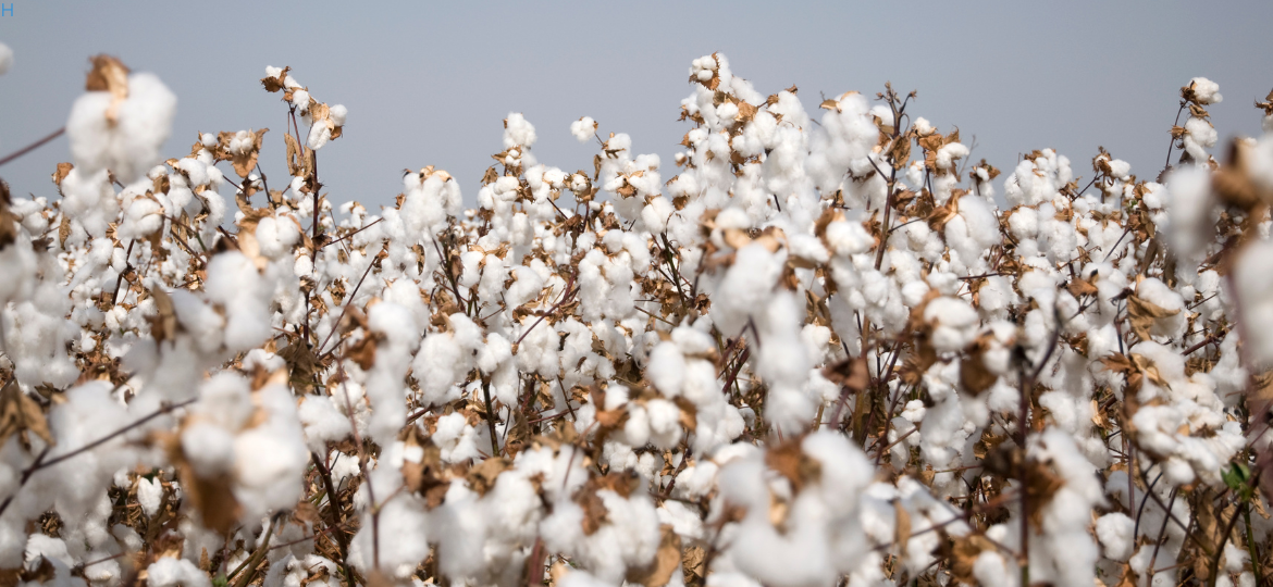 Enhancing the resilience of the Northern Territory’s rain-fed cotton: A comprehensive approach to yield prediction and water management