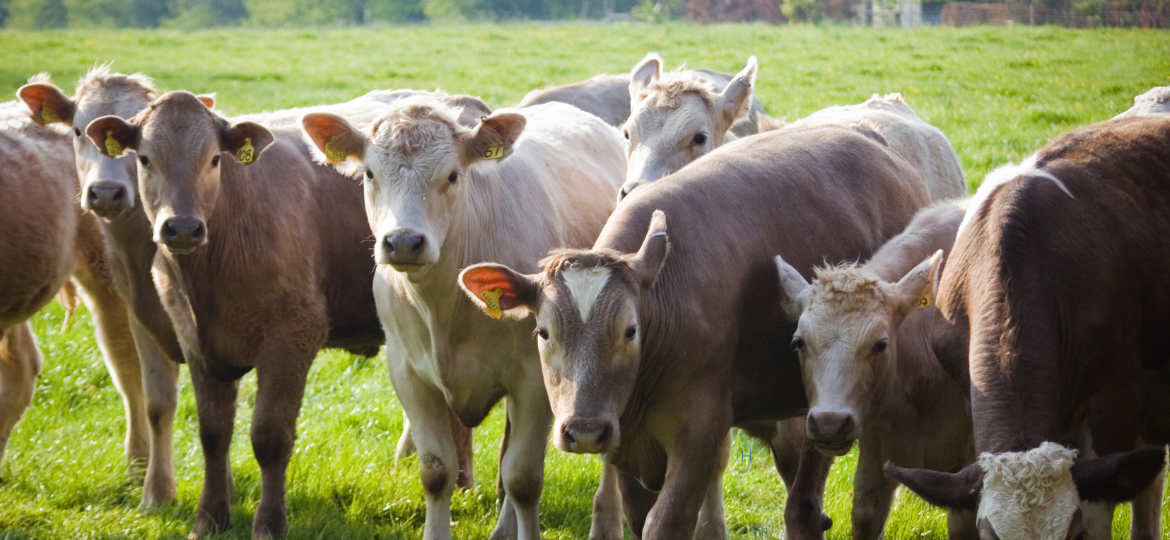 Determining Sustainability Interventions to Improve the Resilience of Livestock Farms Against Environmental Perturbations