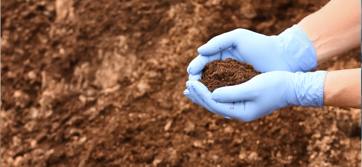 Investigating the impact of fungal activity on soil carbon dynamics: Tracing Carbon fluxes across plant-fungi mineral networks