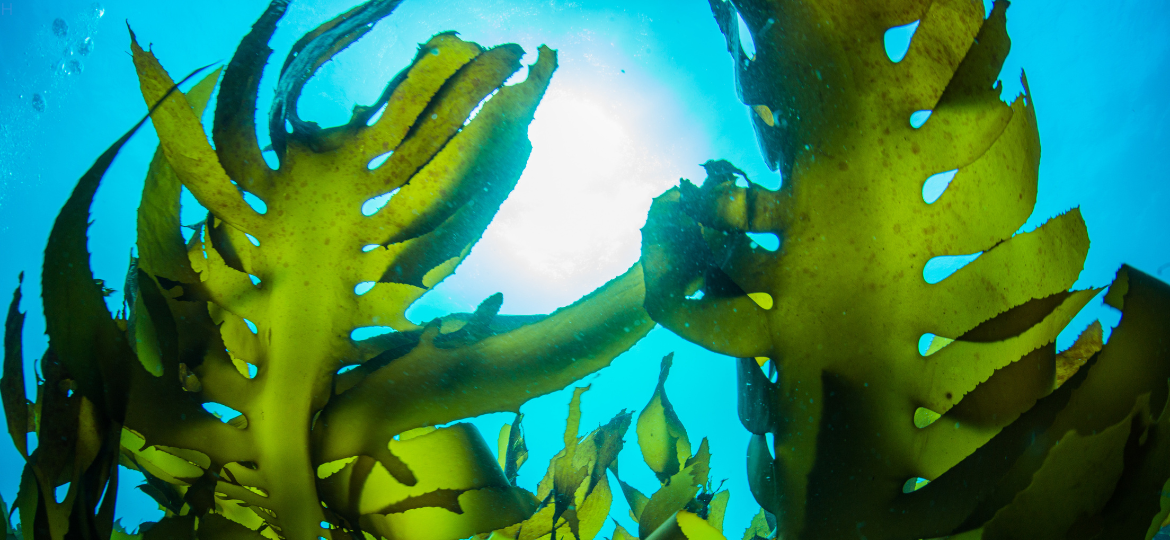 Engineering seaweed products to improve soil fertility and carbon inventory of arid lands