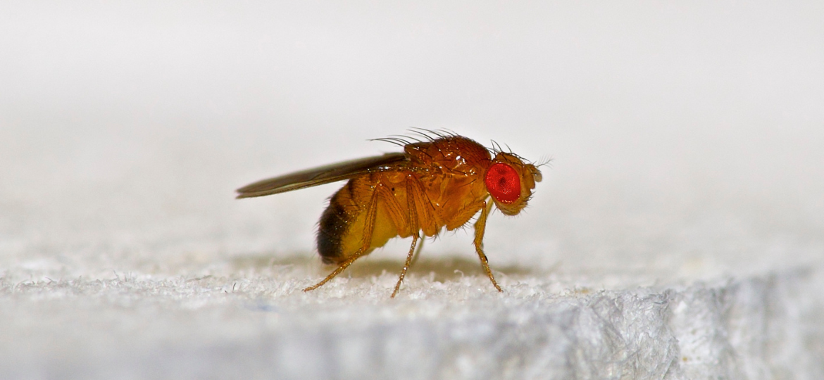 Identification of odorant receptors involved in host location in Queensland fruit fly