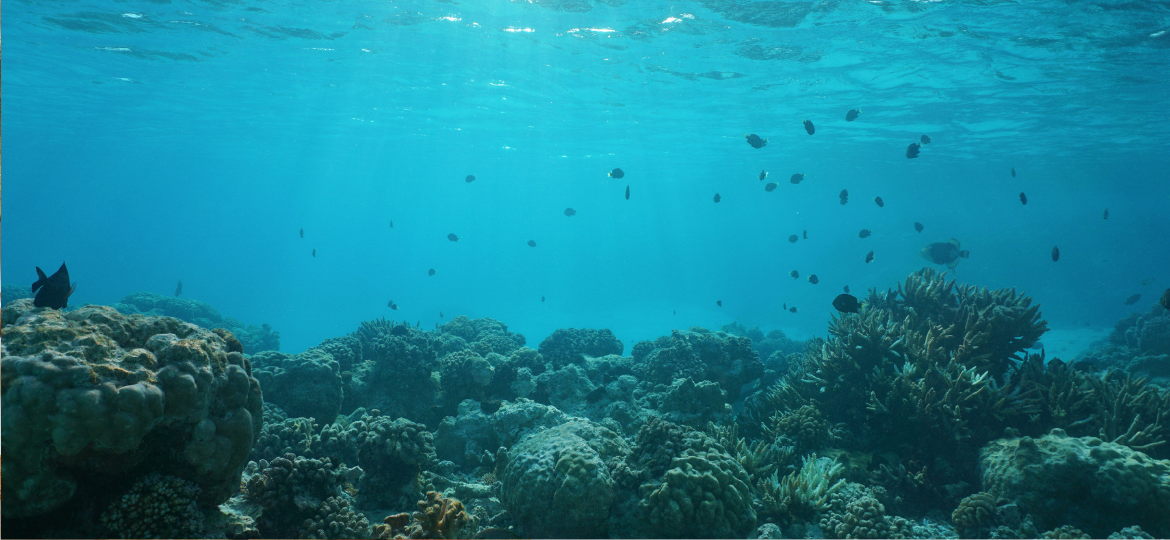 Genetic diversity and coral resilience across reef environments