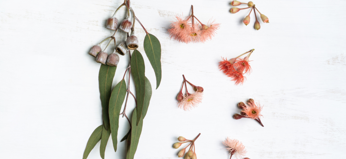 An investigation into the volatile constituents of Australian native plants to understand their chemical and sensory contributions to gin