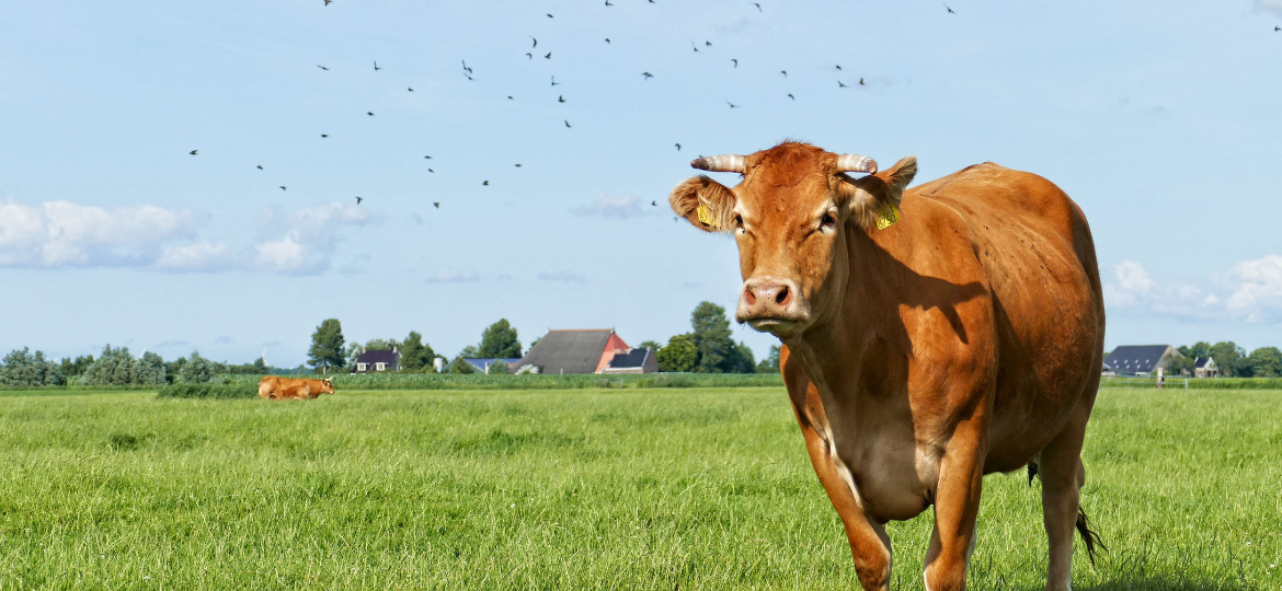 Sugarcane extract and multispecies forage to improve nutrient cycling, animal performance and reduce methane emissions in dairy cows
