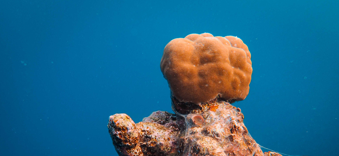 Optimising Sponge Propagation and Production Techniques for Environmental Restoration and Commercial Aquaculture