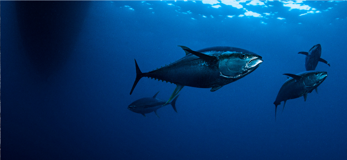 Using ocean observations from fishing vessels in the Australian tuna longline fishery to elucidate the catchability of commercially valuable fish under climate change