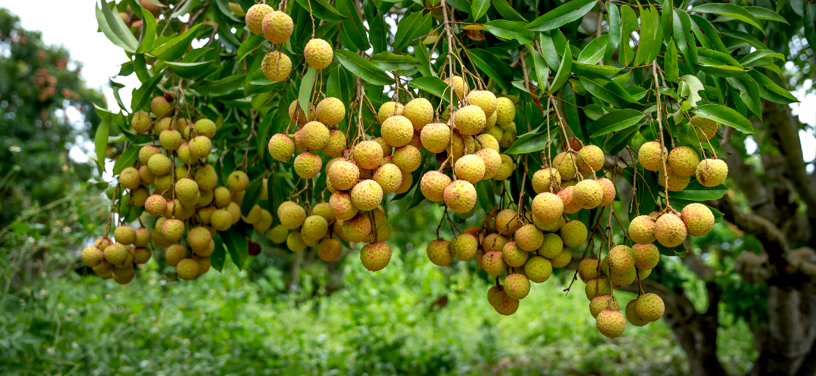 Unmanned Ground Vehicle Enabled Fruit Yield Prediction and Autonomous Harvesting