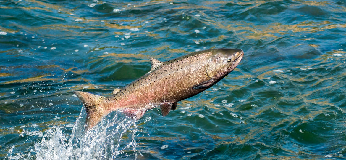 Advanced methods for genetic improvement of Tasmanian Atlantic salmon