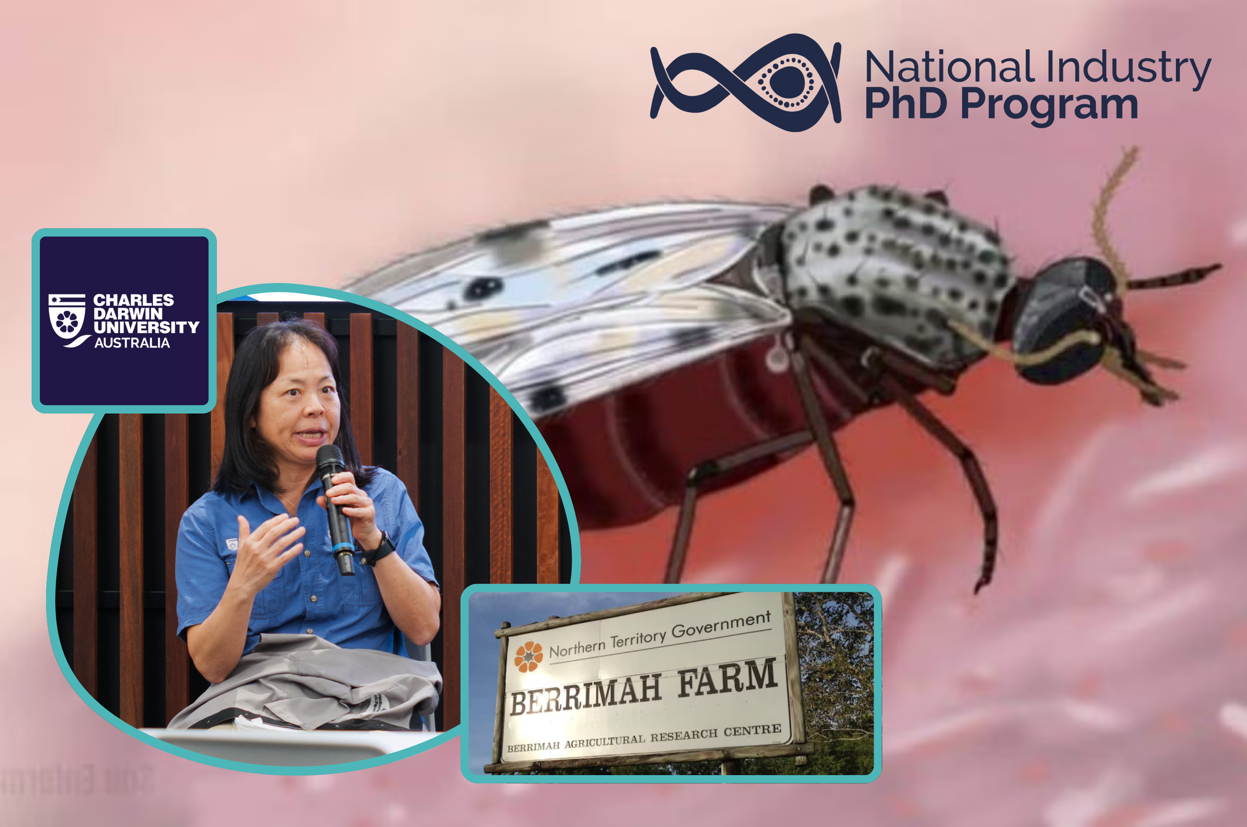 Protecting Australia’s Livestock Through Better Biosecurity: How an Industry PhD Is Helping Track Disease-Carrying Insects&nbsp;