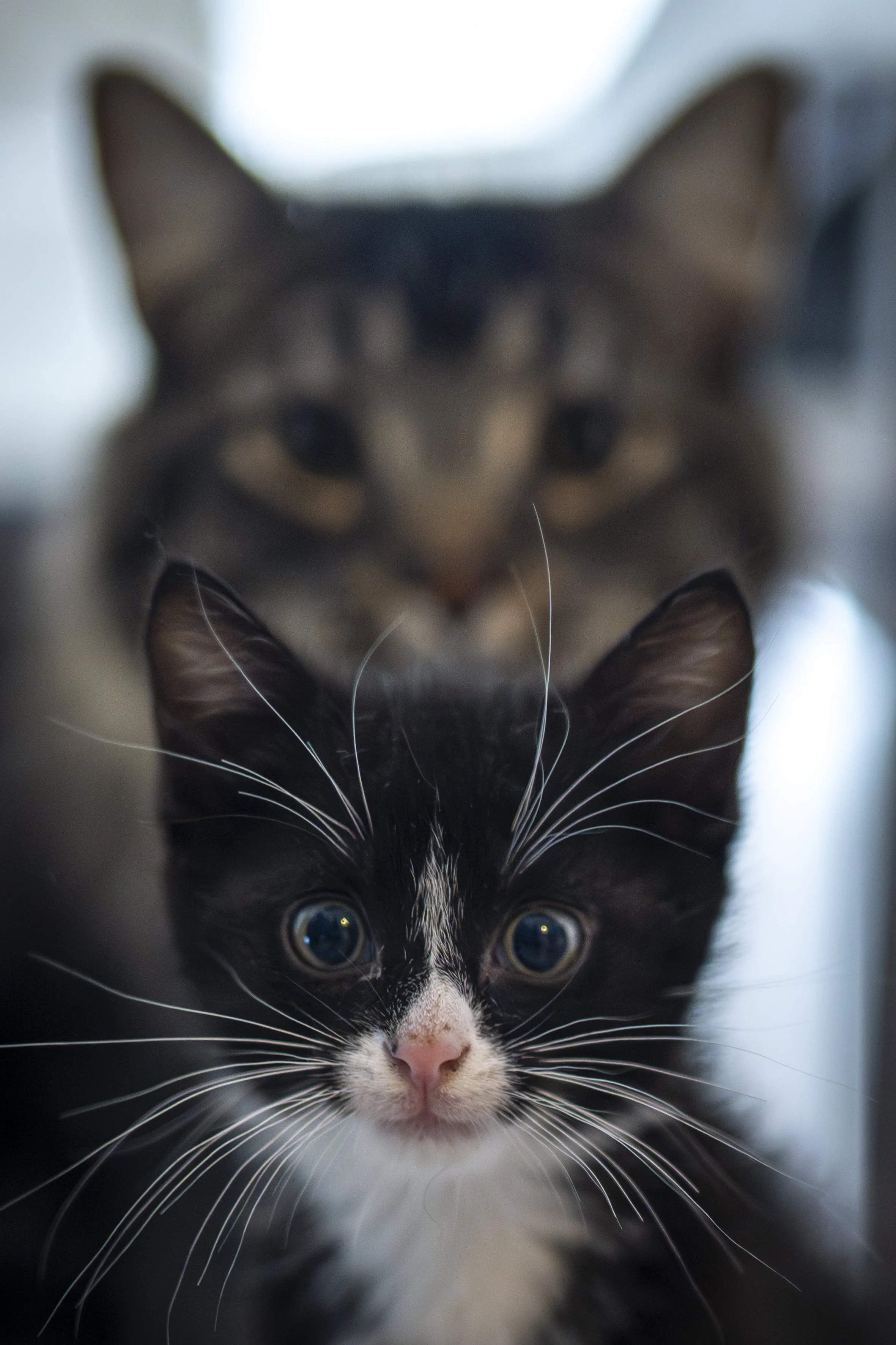 17072025-_SCB9268-Avec accentuation-Bruit.jpg