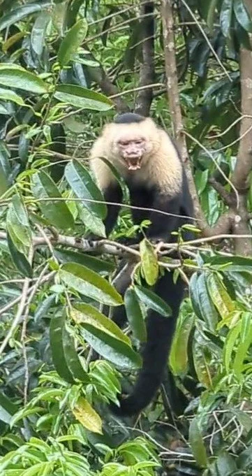A monkey with a cream-colored face and black fur on a tree surrounded by green leaves.