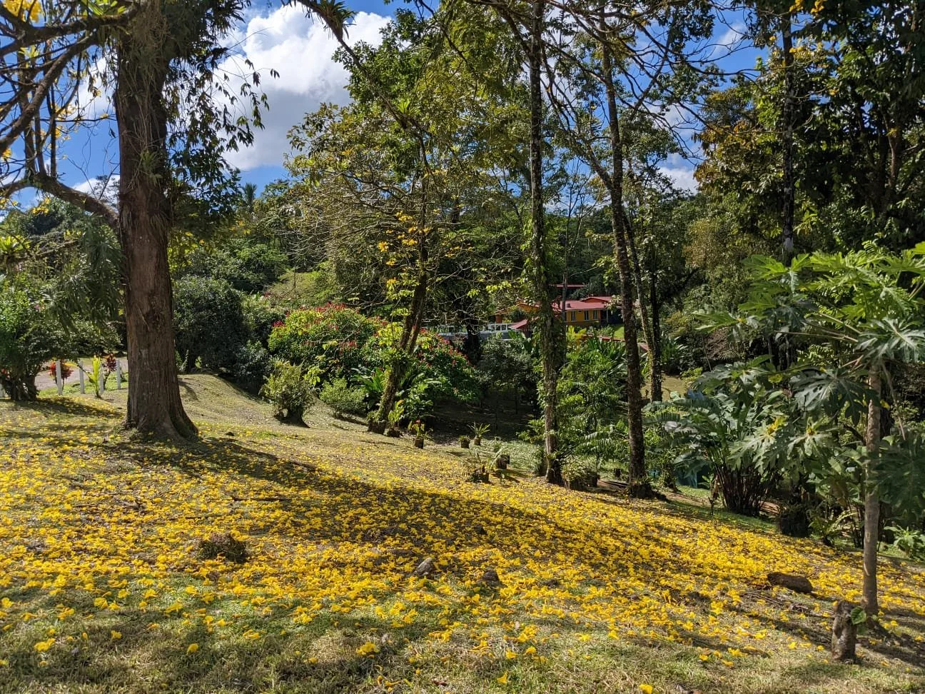 A lush green garden with trees, bushes, and a house in the background, covered with yellow flowers on the ground and a partly cloudy blue sky.