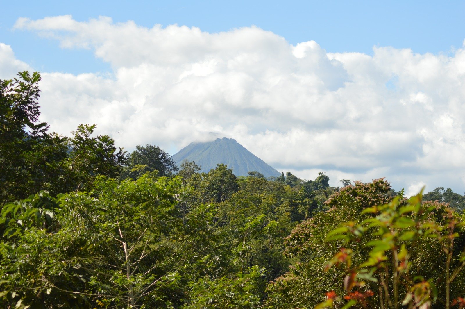 A distant volcano rises above dense green forest with white clouds in the blue sky.