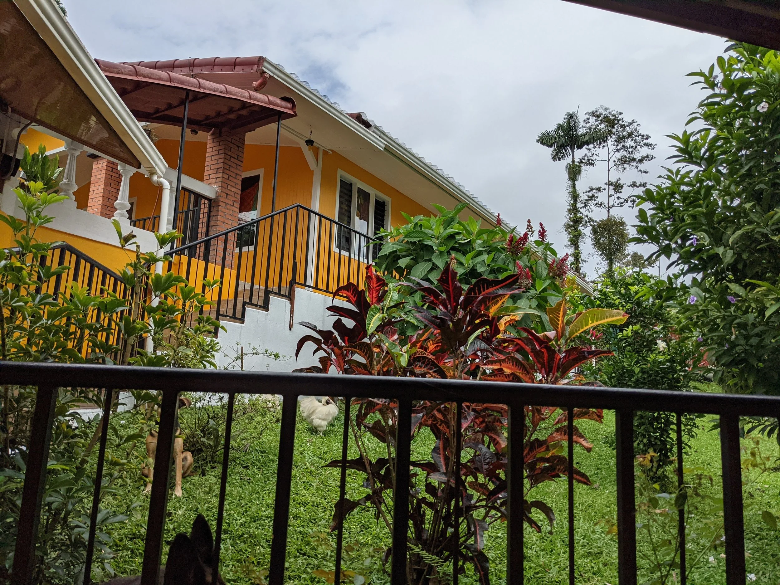 A view of a house with a yellow exterior, white trim, and a brown roof. There is a garden with various plants and bushes in the foreground and chickens on the grass. Costa Rica home and airbnb for sale in the jungle.