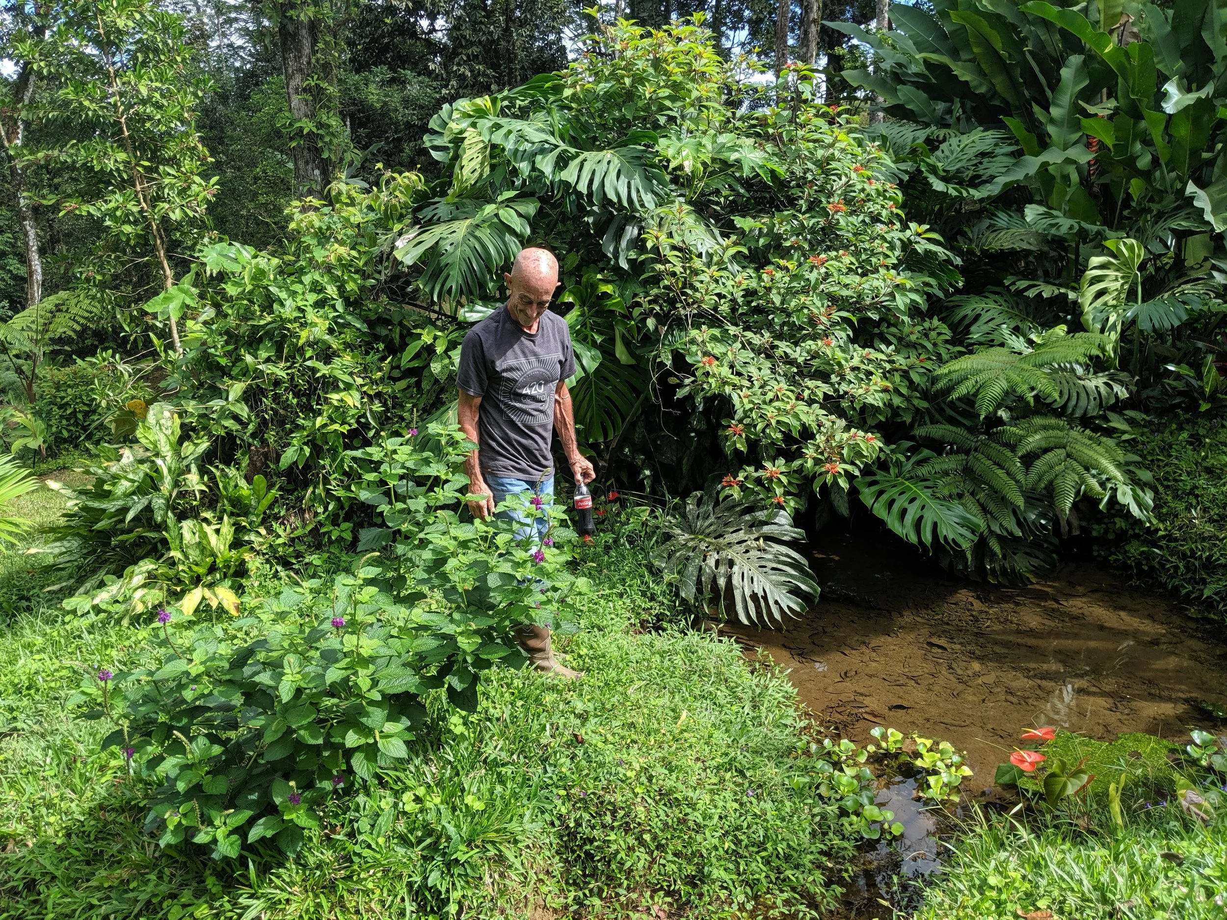 An elderly man in a dark t-shirt and jeans stands in a lush green garden beside a small pond, holding a soda bottle, surrounded by dense tropical plants and foliage.