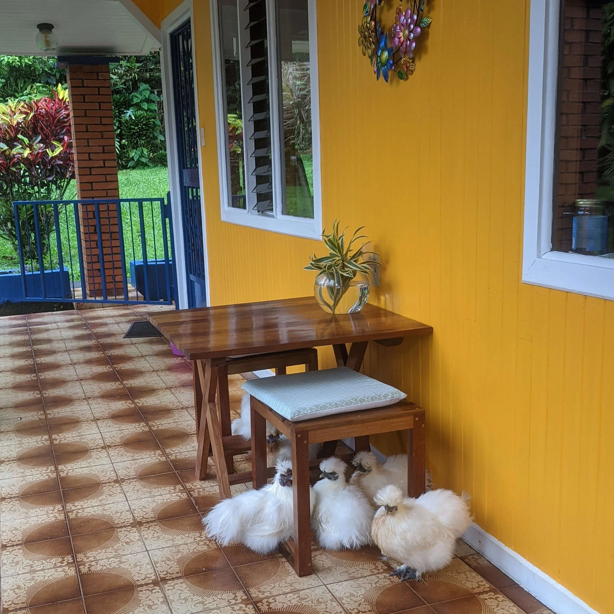 A cozy porch with a yellow wall, a wooden table with a vase of green and white leaves, and several white Silkie chickens gathered near the table. Costa Rica home and airbnb for sale in the jungle. Income earning property in Costa Rica