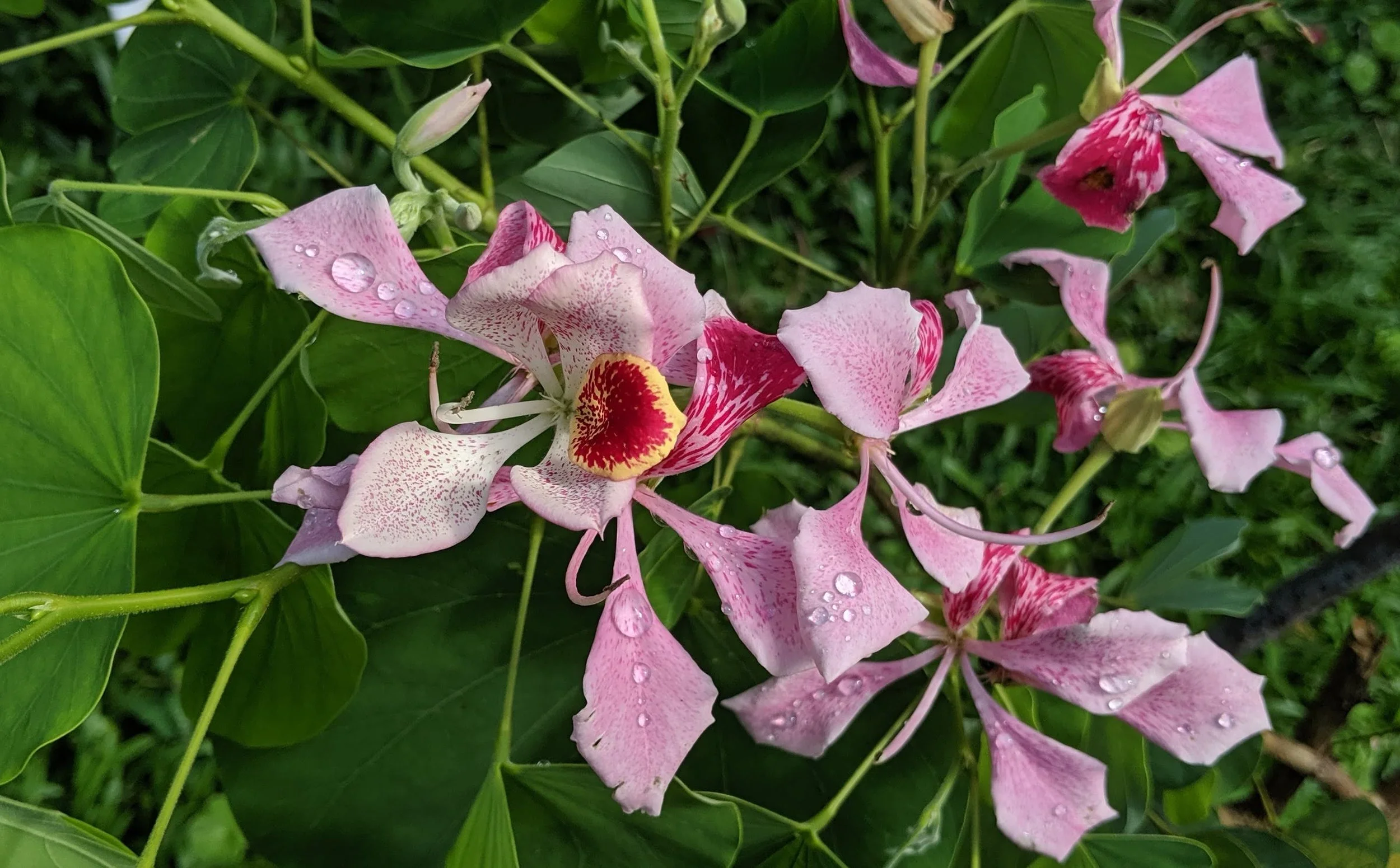 Pink and white blooms with yellow and red centers, dew drops on petals, surrounded by green foliage.