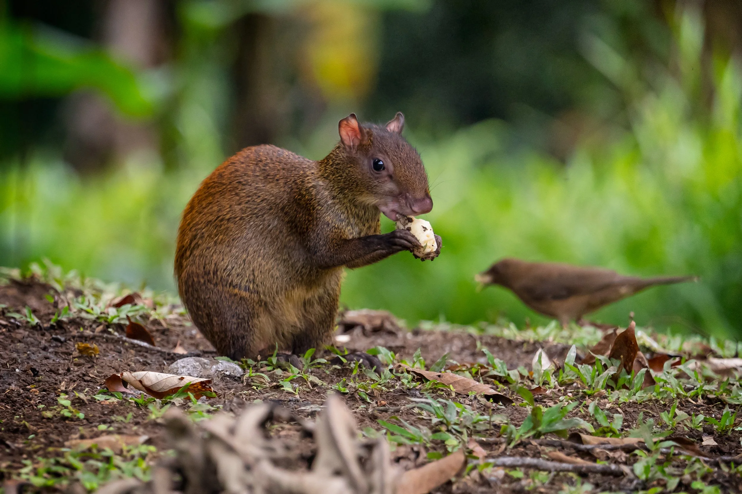 A squirrel holding and eating a nut on the ground with a blurred bird in the background, lush green foliage surrounding them.