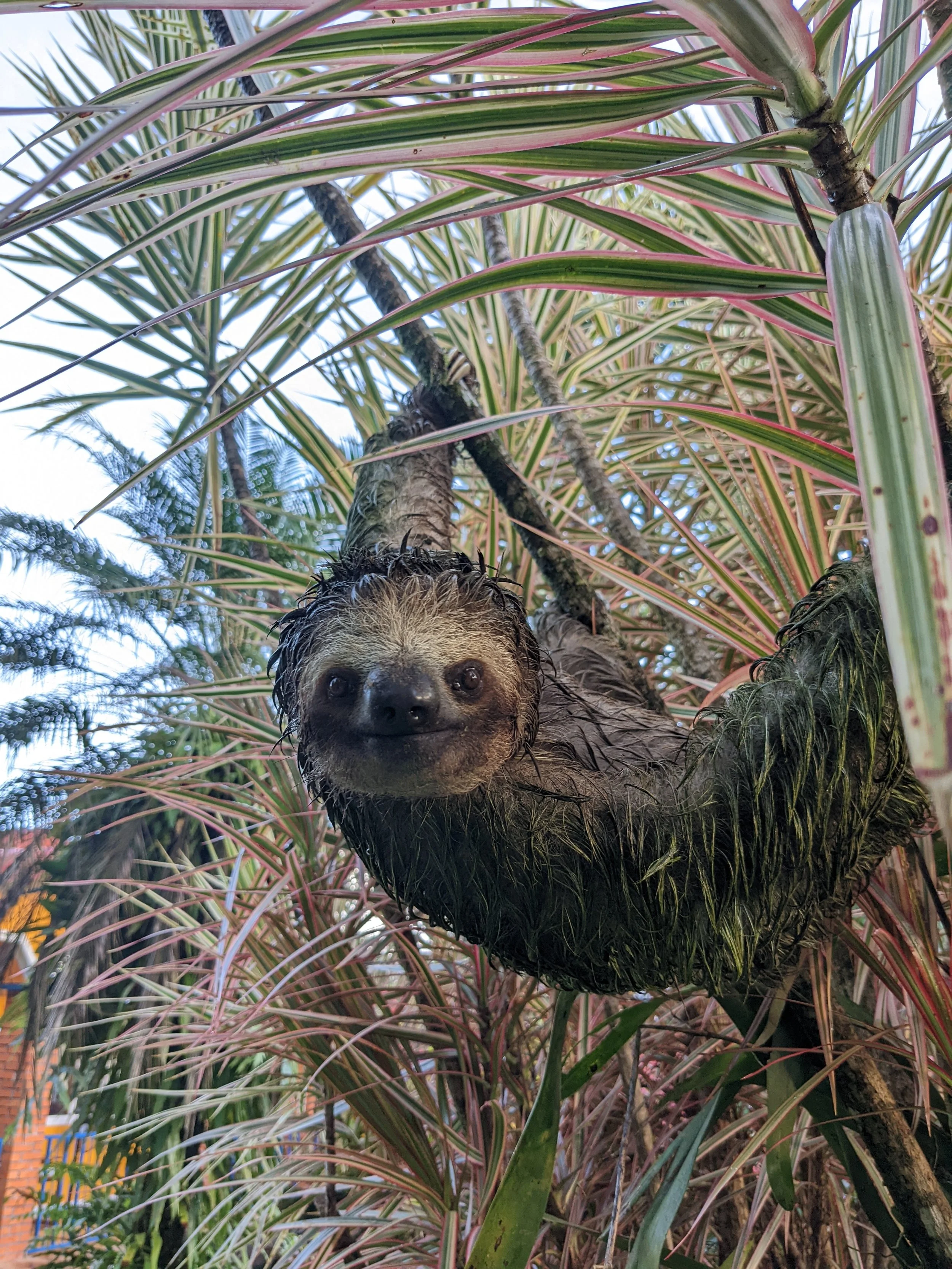 A sloth hanging upside down from a tree branch among colorful, green, and pink leaves.
