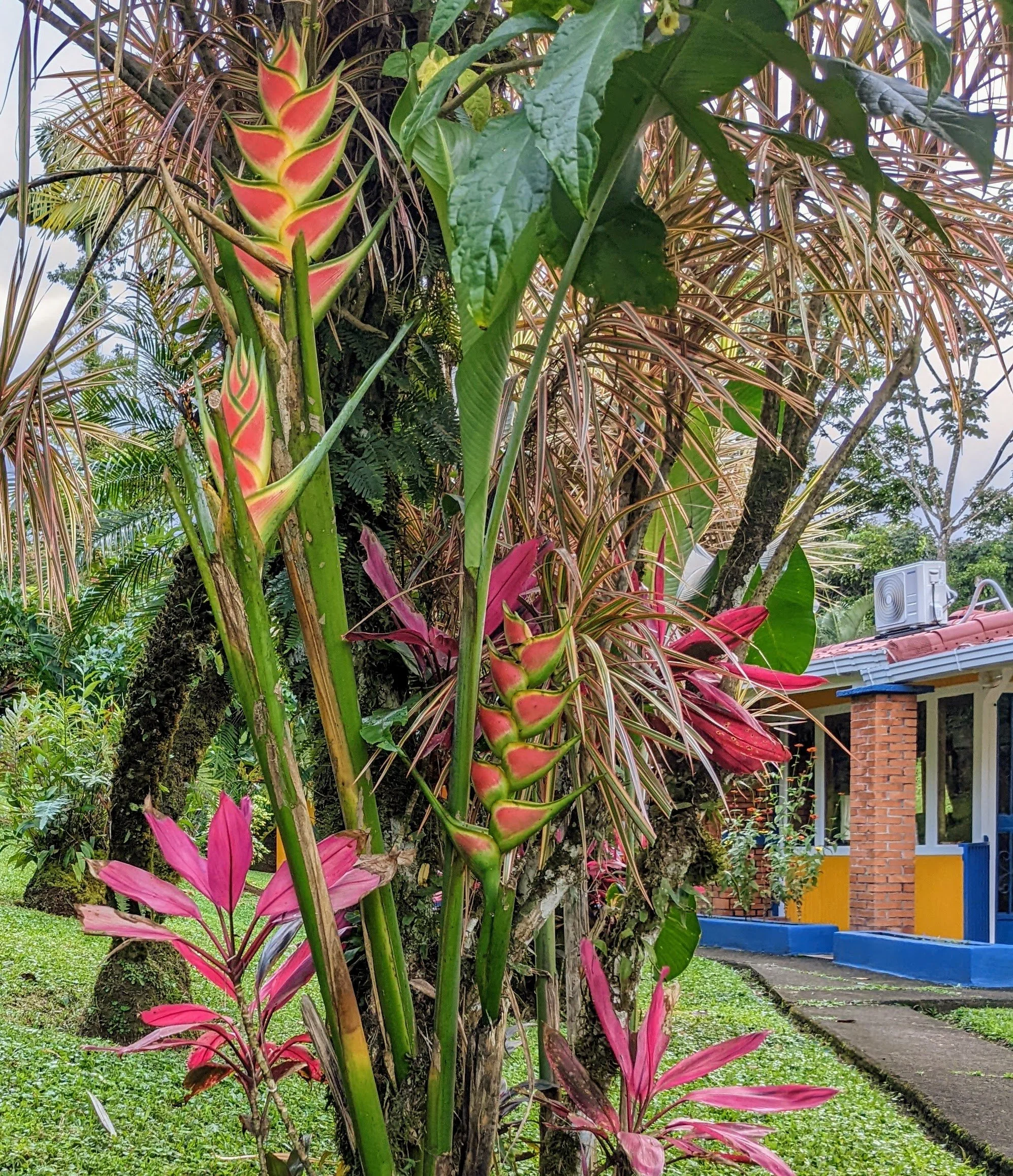Colorful tropical garden with pink and green plants and a residential building in the background. Costa Rica home and airbnb for sale in the jungle. Income earning property in Costa Rica