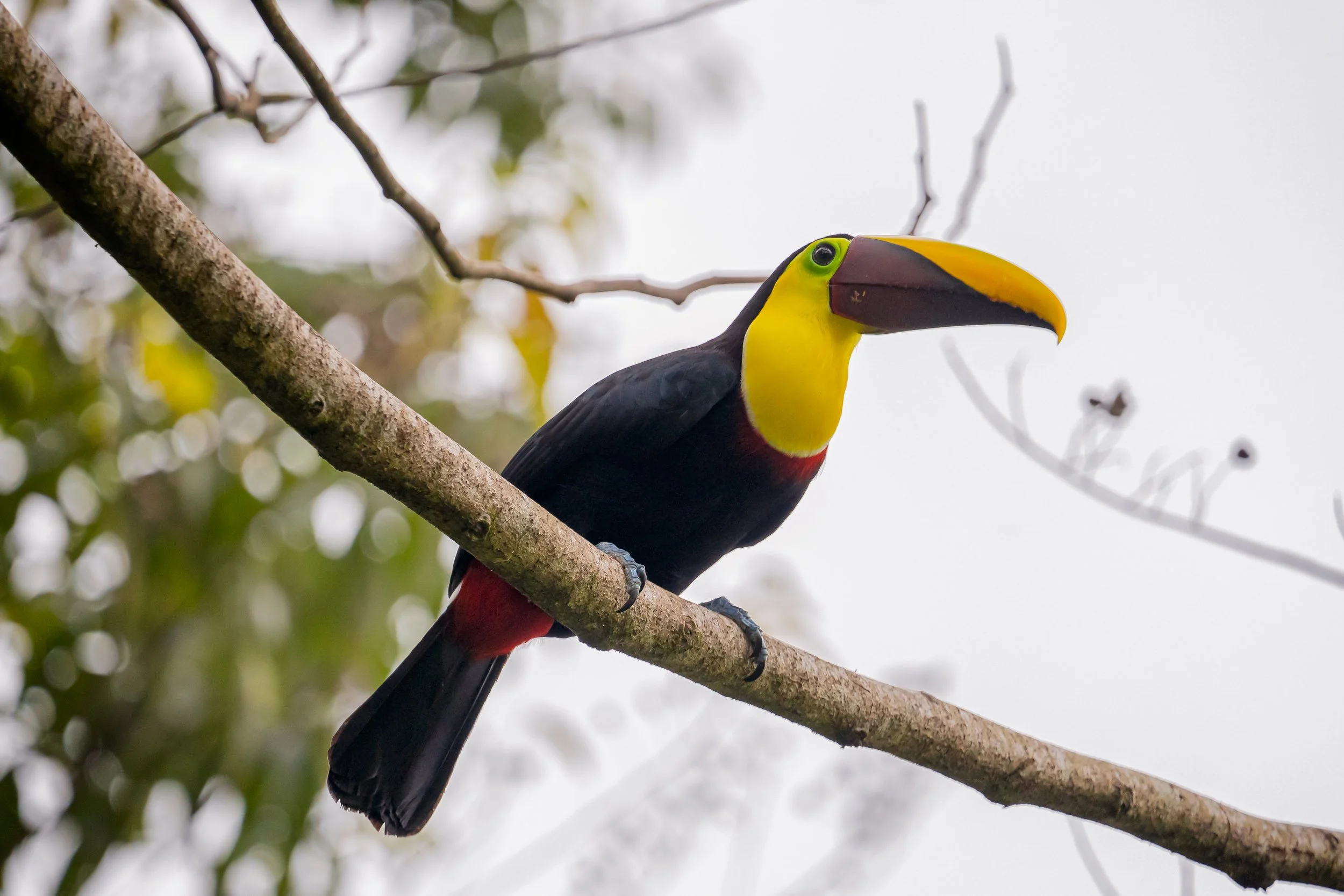 Colorful toucan perched on a tree branch in a lush forest.