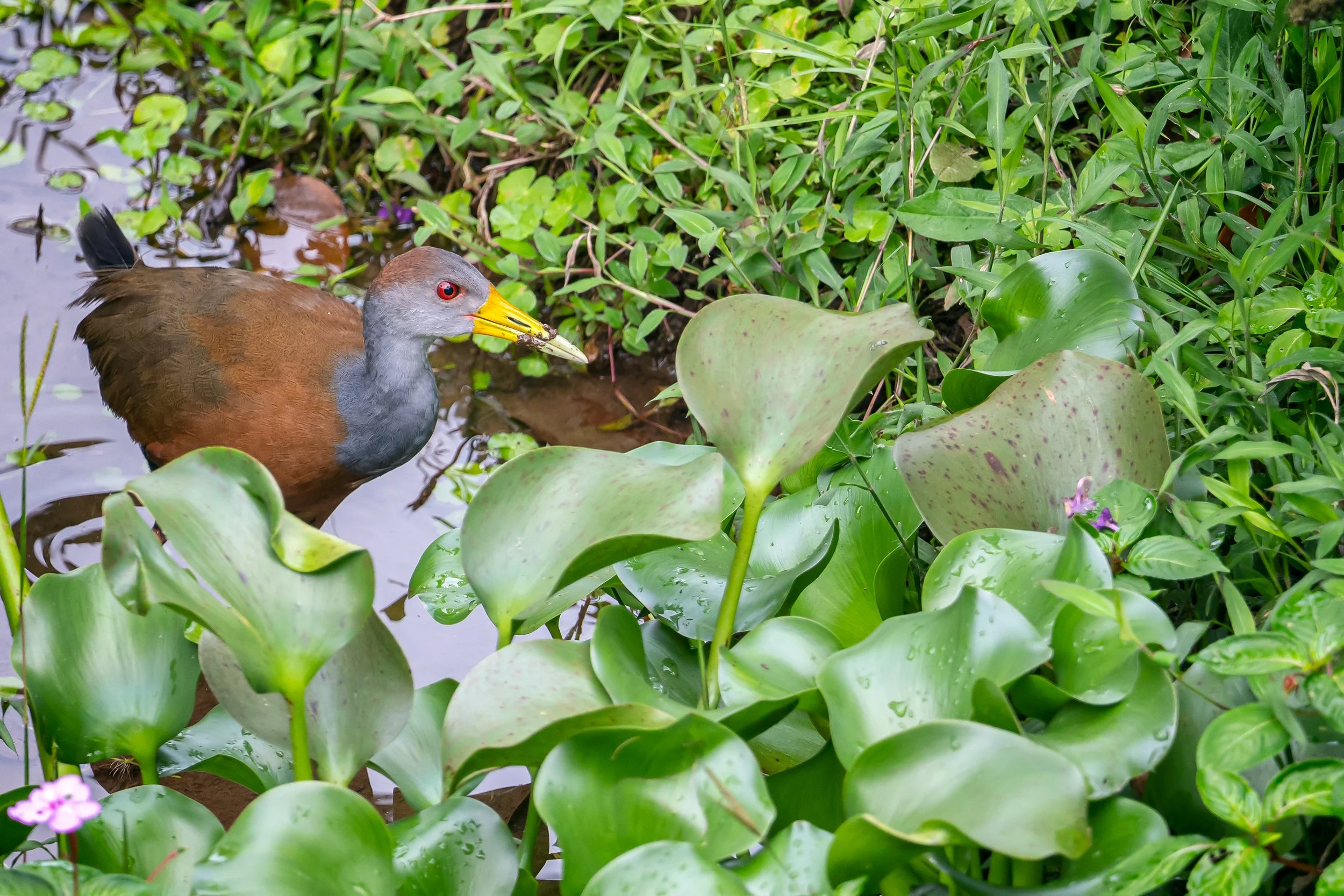 A bird with a yellow beak, gray head, brown body, and black tail standing in a wetland surrounded by green leafy plants and purple flowers.