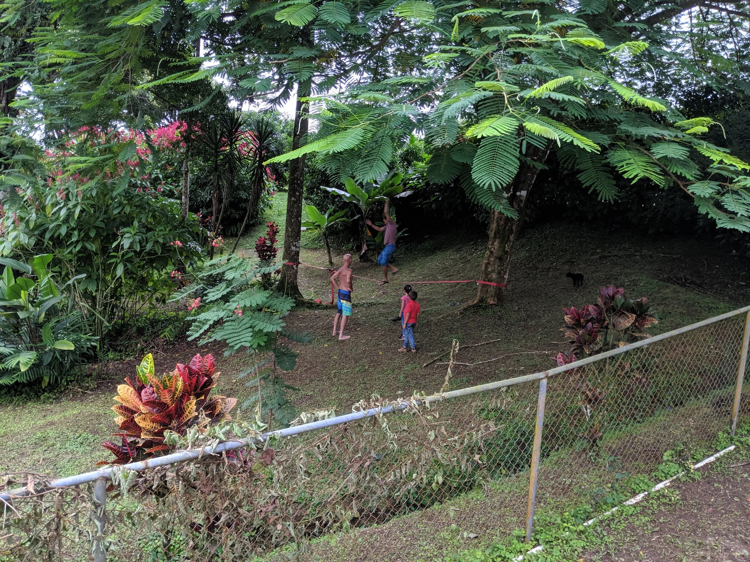 Children playing outside in a lush, green jungle area with large trees, colorful plants, a chain-link fence, and a black cat on the ground.