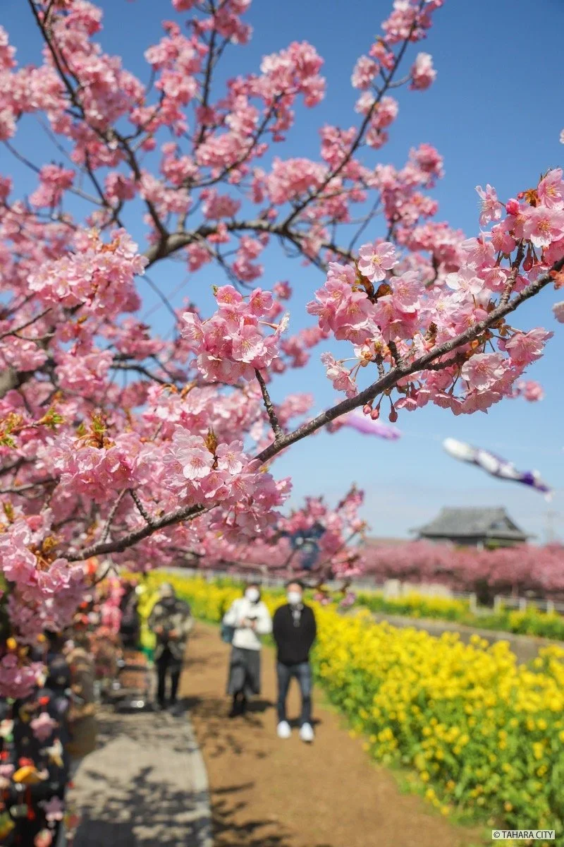 T_2024ph_tahara_style39+Large.webp