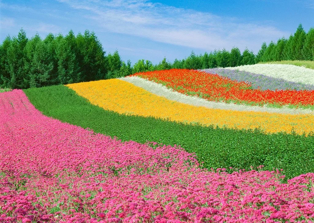 furanofields2 (1).webp