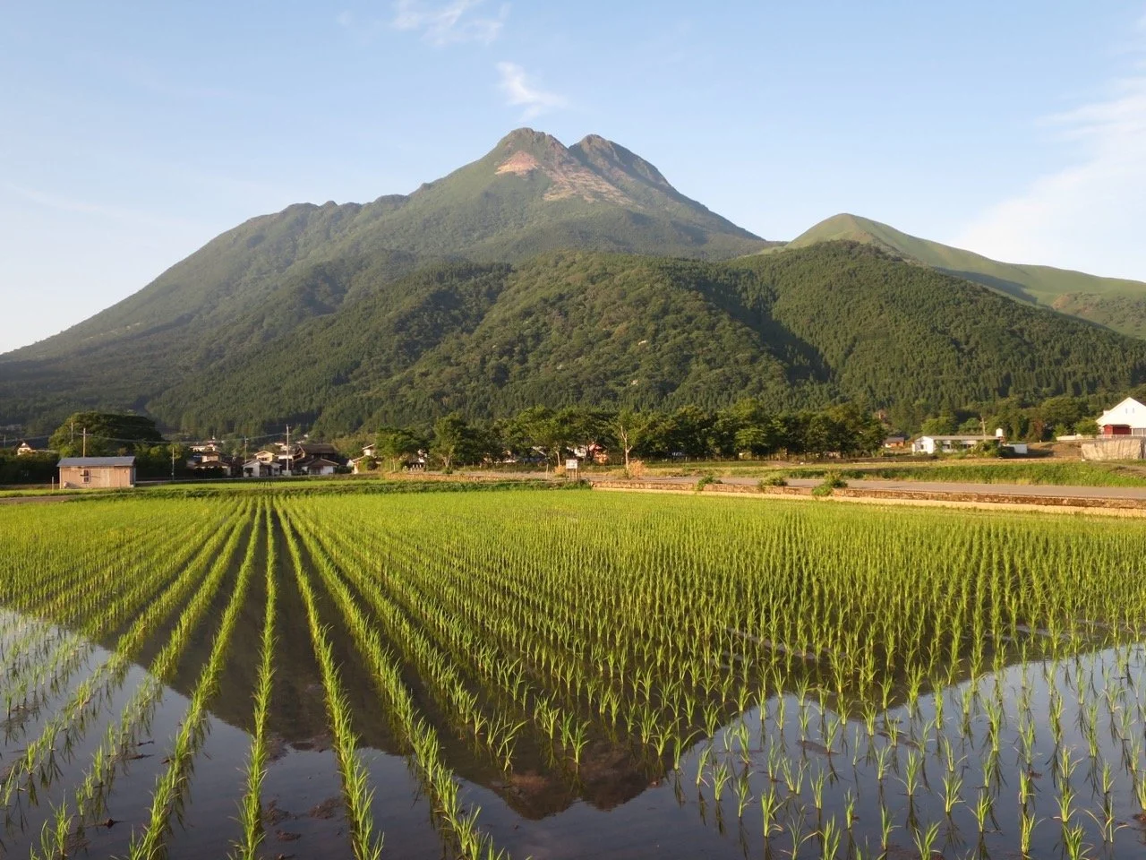 A freshly planted rice field as seen through a train window. A mountain rises in the background. Photo Credit: Yufu City Convention and Visitors Bureau.