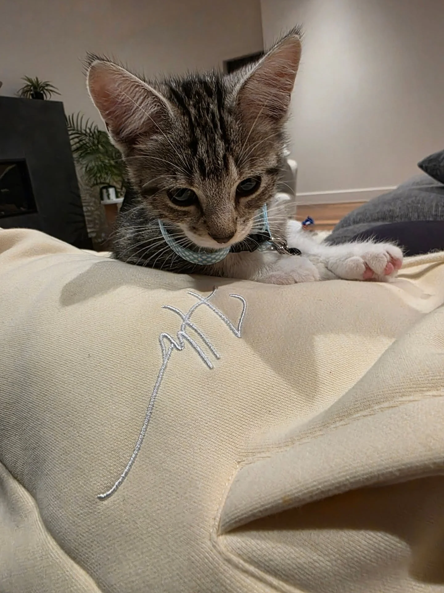 Welcome to the family, Louie 🐱🤍
Rescued through the RSPCA &mdash; and we give back with every item sold.

Even Louie knows&hellip; comfort matters.
Our double-layered pieces are built for that next-level feel.

10% OFF Easter offer now live + free 