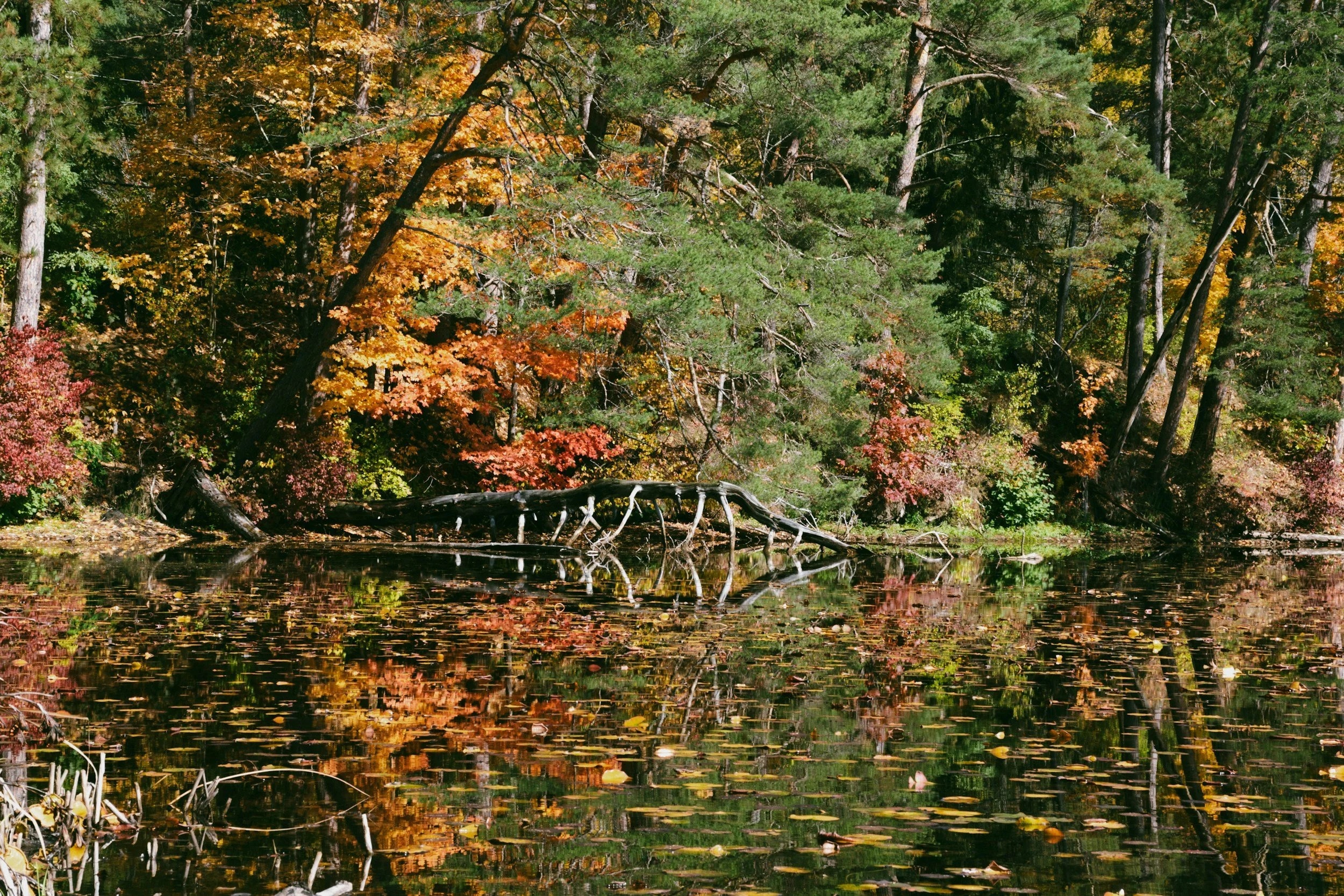 A peaceful pond surrounded by trees with fall foliage in green, orange, and red. A fallen tree extends into the water, and the surface of the pond reflects the colorful trees and sky.