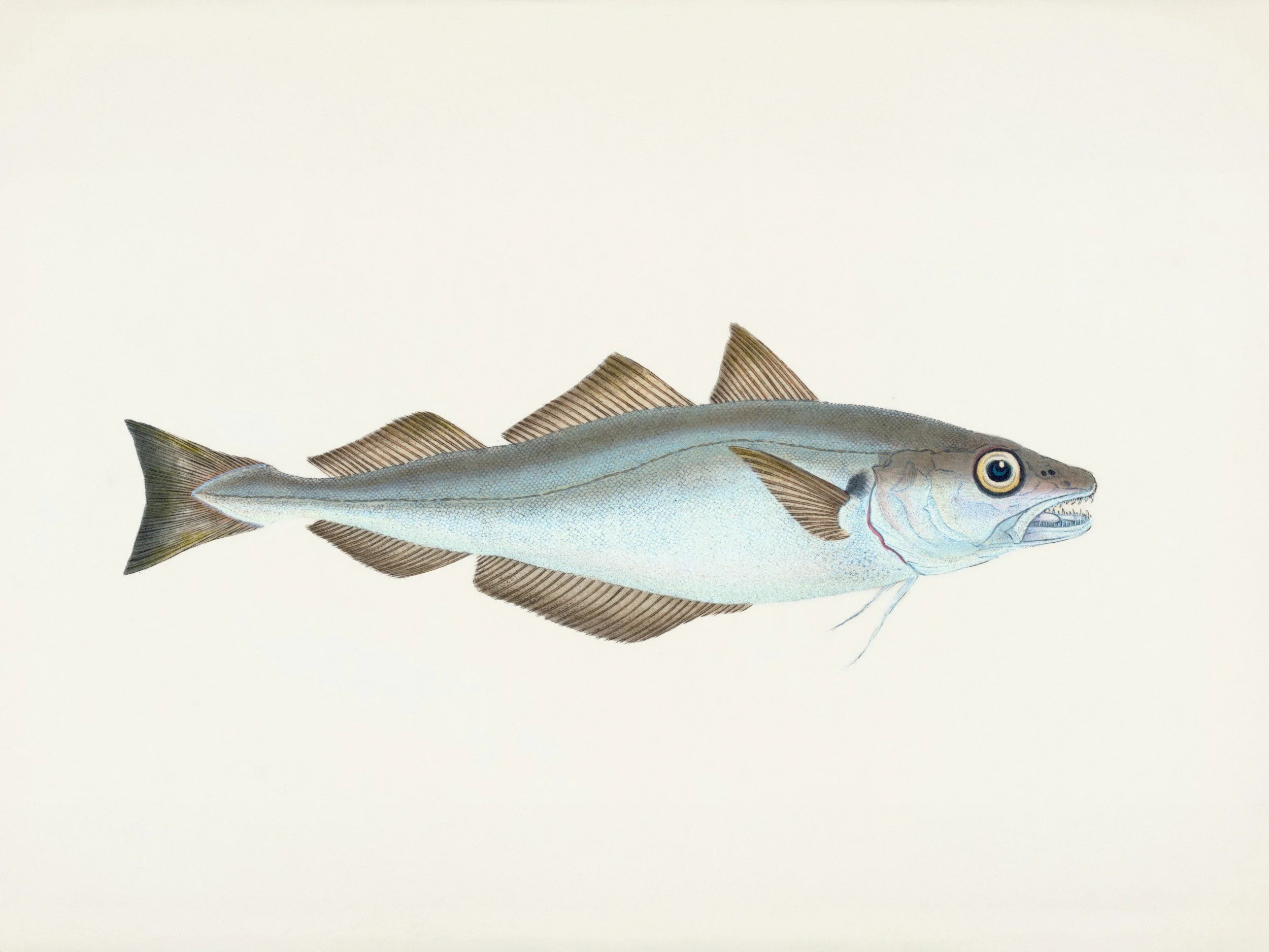 Illustration of a fish with detailed scales and fins, light blue body with darker fins and a large eye, against a plain background.