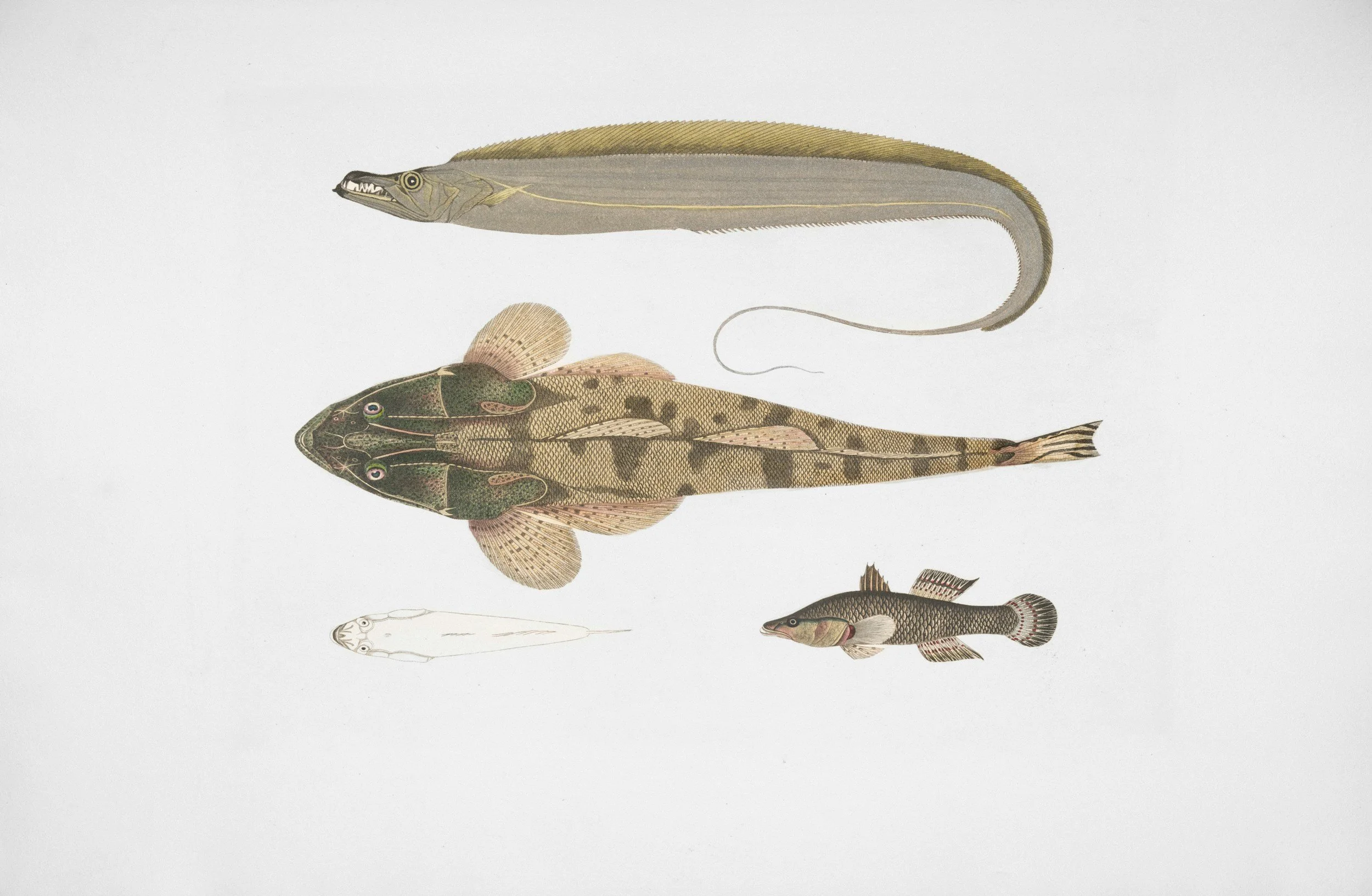 Illustration of four different fish species, including a large fish with paler side, a smaller fish with darker horizontal stripes, a larger fish with a broad head and markings, and a tiny fish with distinct fins, each drawn in a detailed, scientific style.