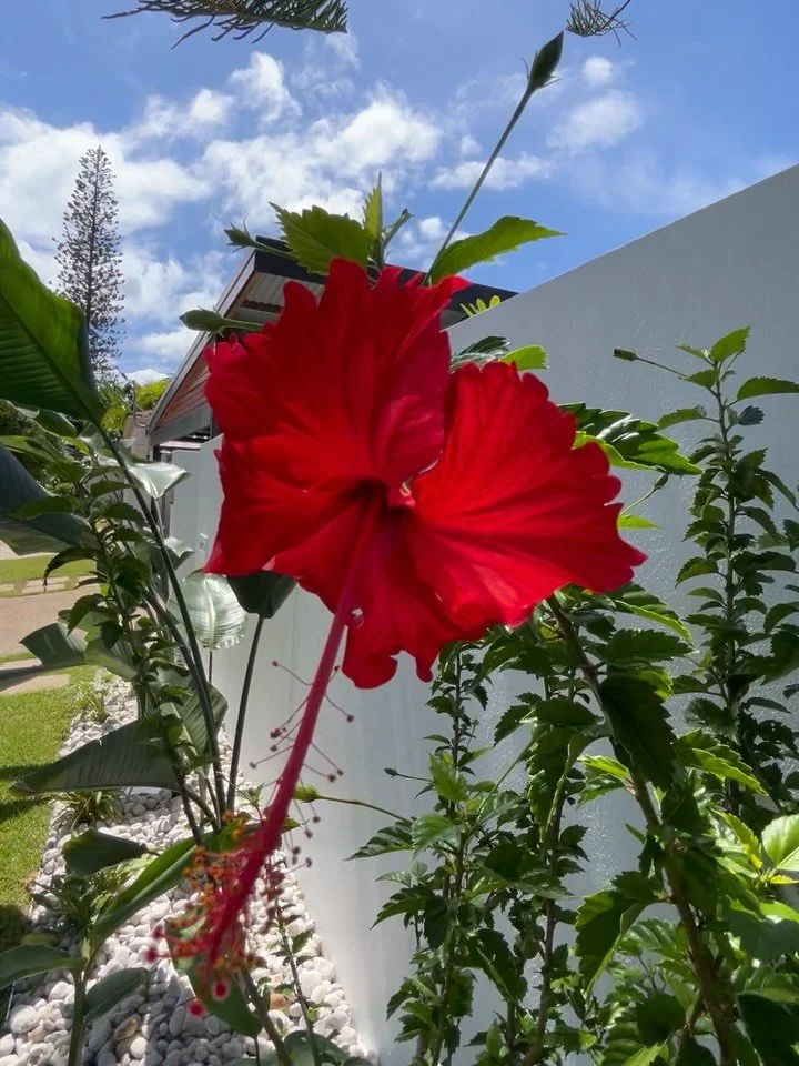The brief: a tropical oasis 🌴
We delivered with lush planting, a vibrant red hibiscus and a mature frangipani stealing the spotlight.