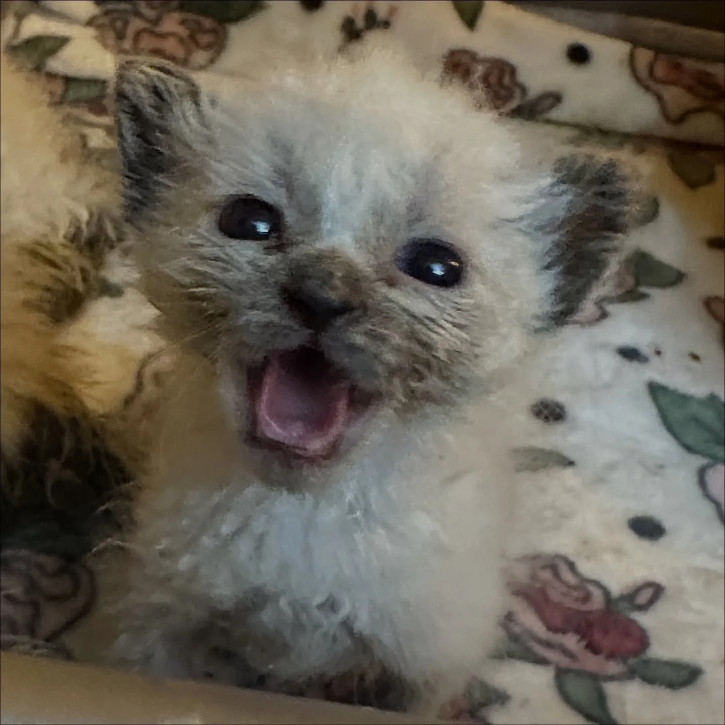 HELP NEEDED 💛🐾
We&rsquo;re really struggling right now. We have 48 cats and kittens (and 4 puppies!) in our care, tiny bottle babies, medical cases, litters upon litters of weaned kittens, the whole mix, and our food shelves are almost empty.

A fe