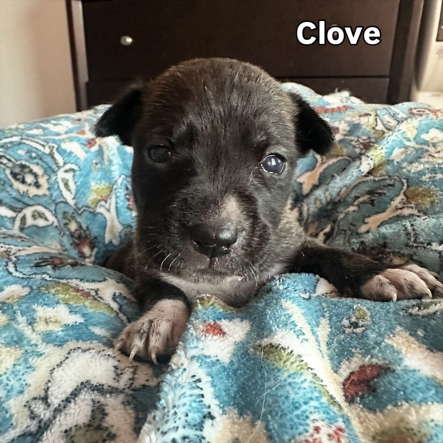 🐾 FOSTERS NEEDED! 🐾

We are looking for experienced puppy fosters to help care for these sweet babies: Clove, Peppermint, Nutmeg, and Cinnamon! They&rsquo;re around 3 weeks old right now, but in a couple weeks they will be weaning and ready to eat 