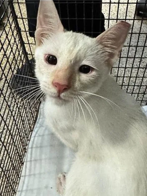 Welcome Radar (FKA Polo #A2739687)! 🐾
This adorable 5-month-old flame point Siamese was pulled yesterday from Miami-Dade Animal Services. Radar came in as a TNR/RTF, and staff noticed his eyes don&rsquo;t dilate normally, he seems to have very limit