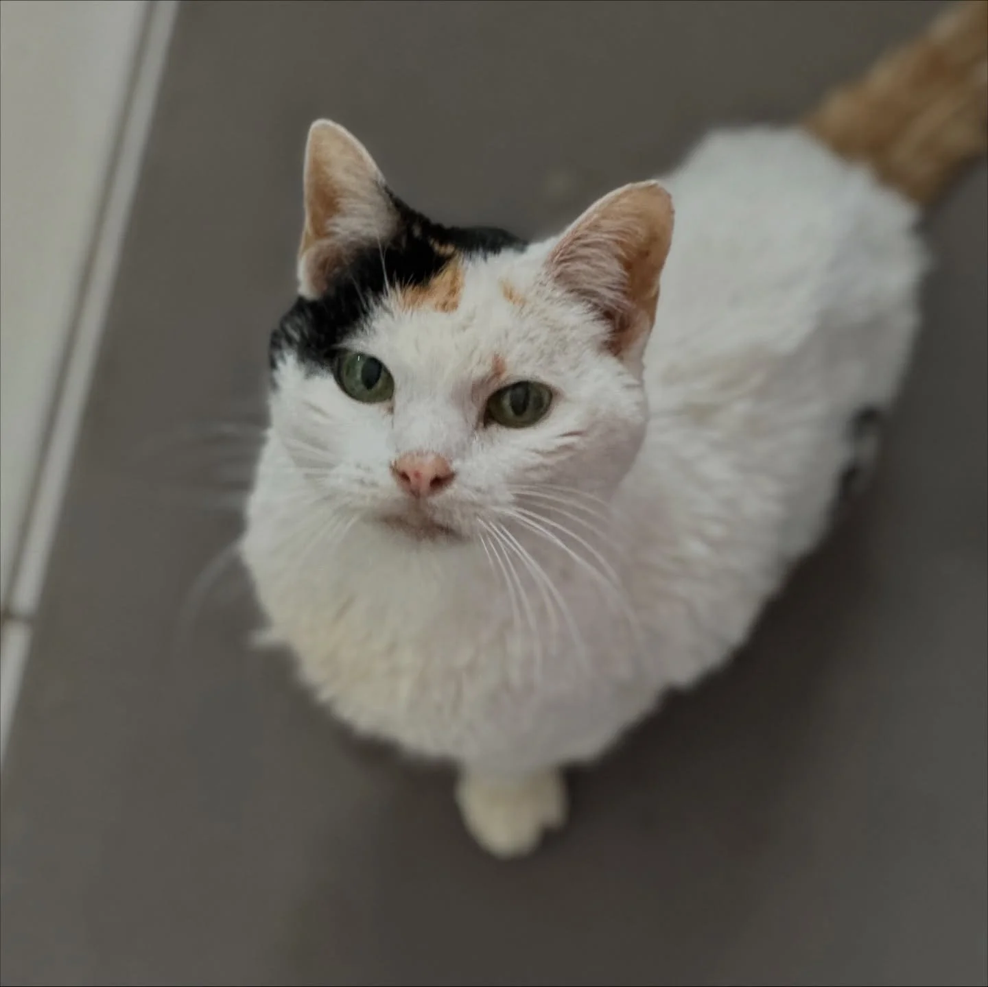 Marshmallow&rsquo;s labs are back. We knew the results wouldn&rsquo;t be good, but they&rsquo;re worse than we hoped. She&rsquo;s been in such a good mood, I was hoping maybe the shelter was wrong about her prognosis. The one piece of comfort is that