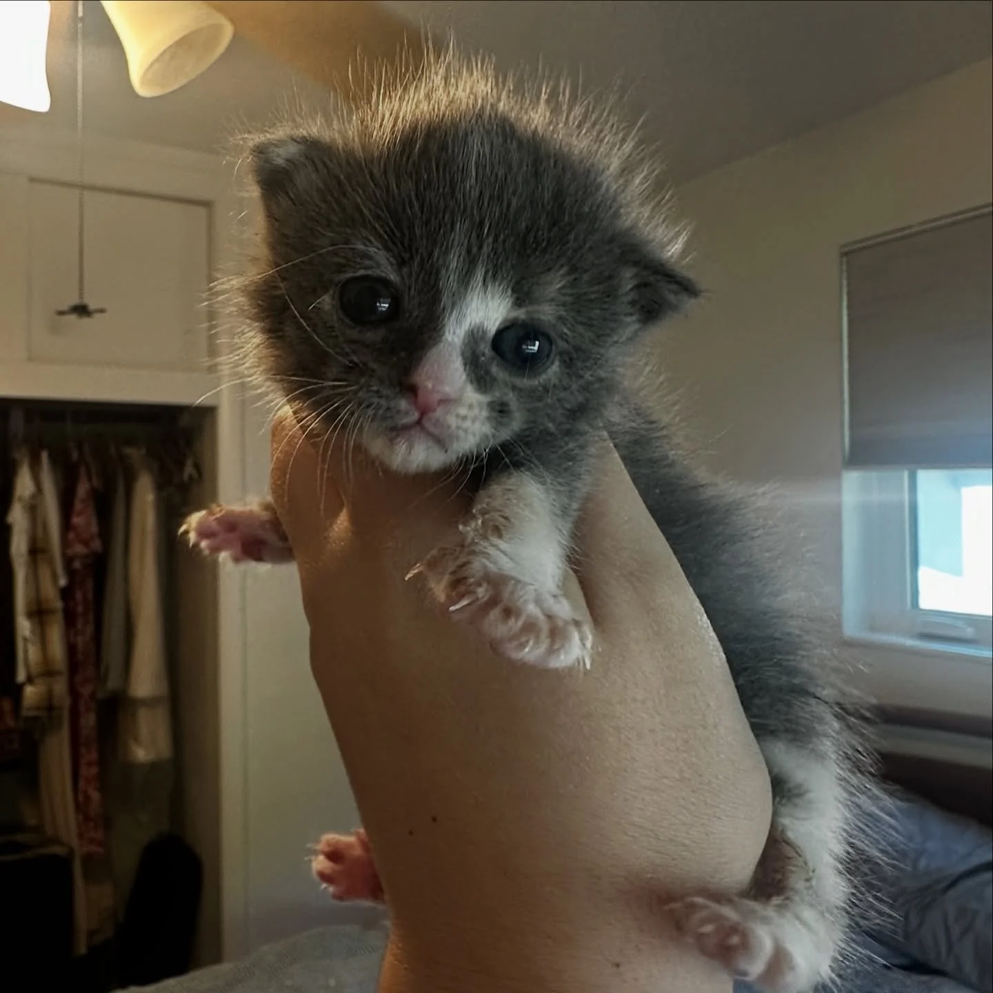 Our newest pull from Miami-Dade Animal Services: meet Apple Blossom, fka Delilah. 🍏🌸
this tiny girl tested positive for panleukopenia at the shelter, a deadly virus that many kittens don&rsquo;t survive. she&rsquo;s had a reduced appetite and some 