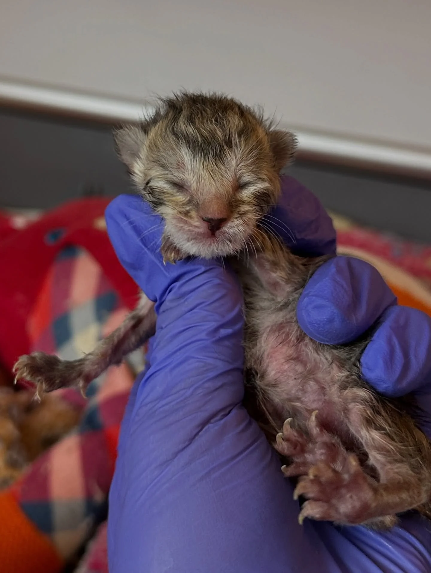 Welcome to the rescue: nucleus, mitochondria, ribosome, and cytoplasm 🧬

The tiniest babies, their heads the size of the tip of my thumb, their tiny paws make the smallest biscuits. Less than a day old when their mom passed away, they suddenly found
