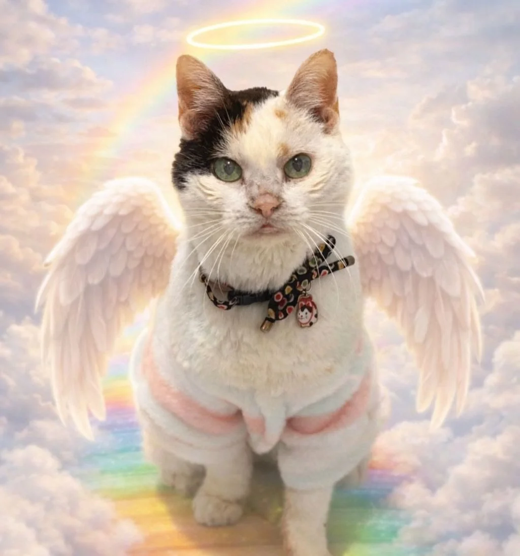 Our hospice foster grandma, Marshmallow, has crossed the rainbow bridge 🤍

Sweet girl, you are so deeply loved. You brought such a gentle, steady presence to our foster room, like you knew the babies needed a grandma watching over them. The kittens 