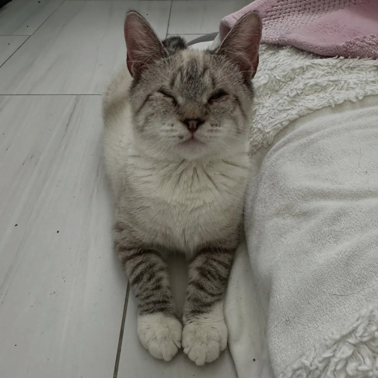 Casper Needs Your Help 💙

Our sweet boy Casper was rescued from Miami-Dade Animal Services back in November. He was born with eyelid agenesis, a condition where part of his eyelid didn&rsquo;t fully develop. Because of this, his eye is constantly ex