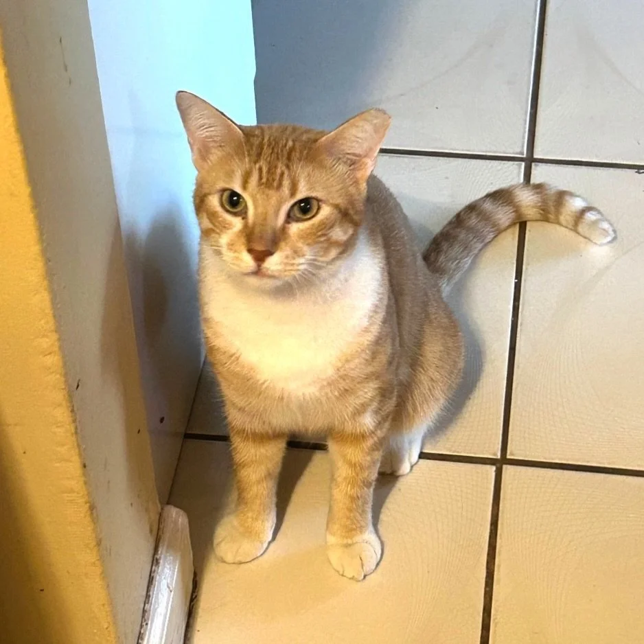 Conan has been waiting&hellip; and waiting. 💔

Six months ago, he was rescued from an abandoned warehouse. Since then, he&rsquo;s watched other cats find homes while he&rsquo;s been overlooked.

He&rsquo;s only 2 years old. He&rsquo;s sweet but rese