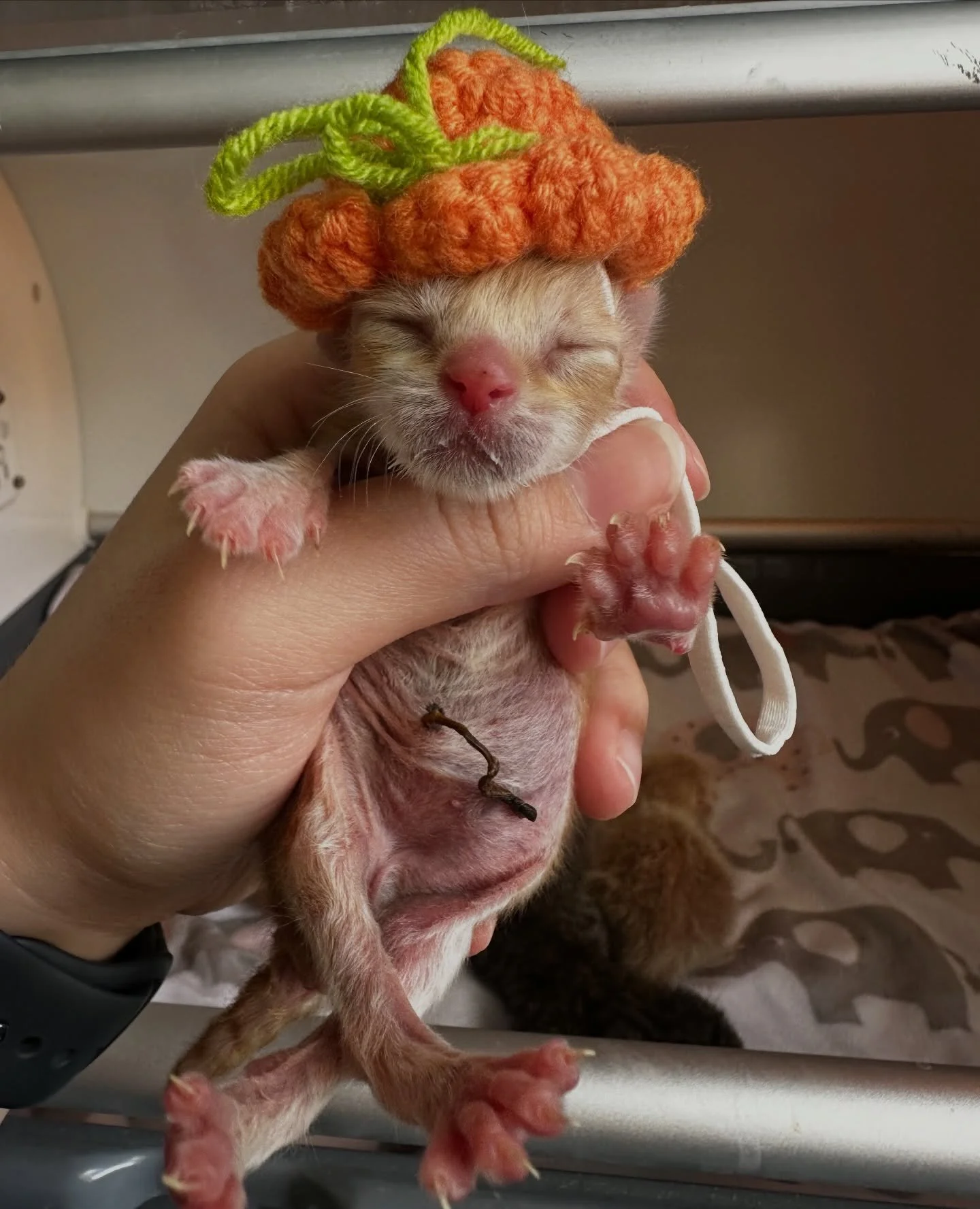 Seven tiny newborns came into our care Saturday evening after their mom abandoned them.

One sweet baby was born with severe deformities and, heartbreakingly, had no chance at survival. Another was just too fragile and passed shortly after arrival. N