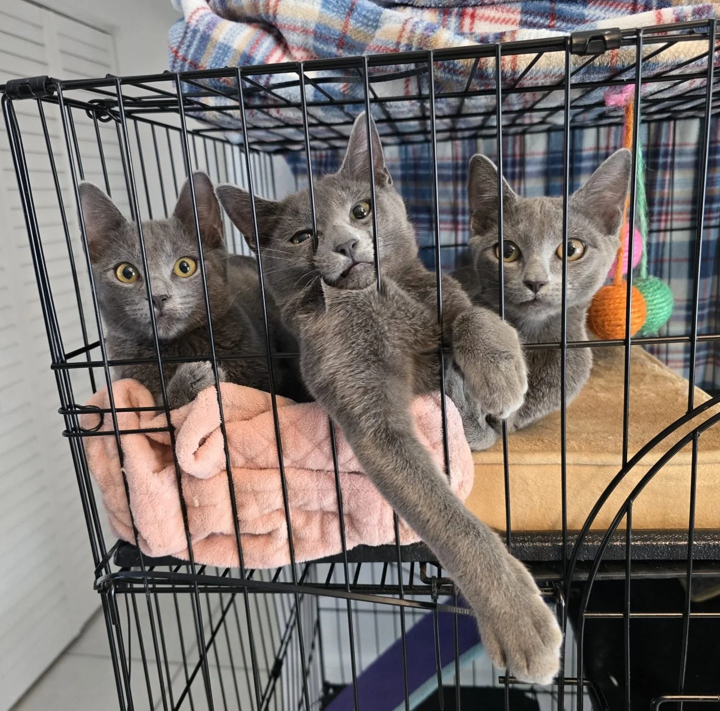 Harmony, Haze, and Hushi are adorable, sweet 3.5-month-old kittens who are fully vetted and ready to go home. They were found with their young and very underweight mom (adopted!) as strays. They&rsquo;re playful, affectionate, and waiting for their f