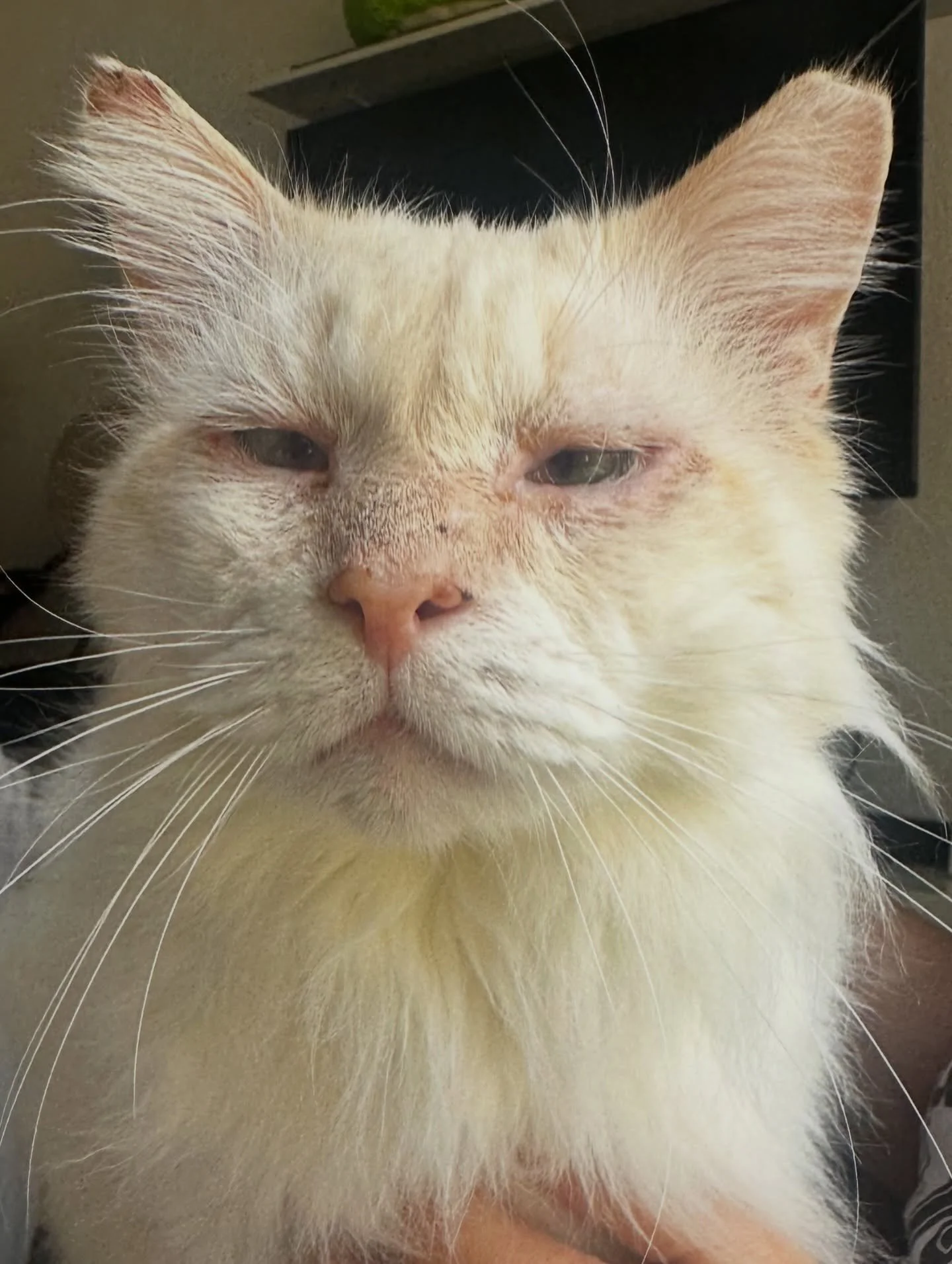 Olaf urgently needs surgery to correct his double entropion, a very painful condition where the eyelids roll inward and his eyelashes constantly rub against his eyes. Every blink causes irritation and scratching, leaving him with swelling and discomf