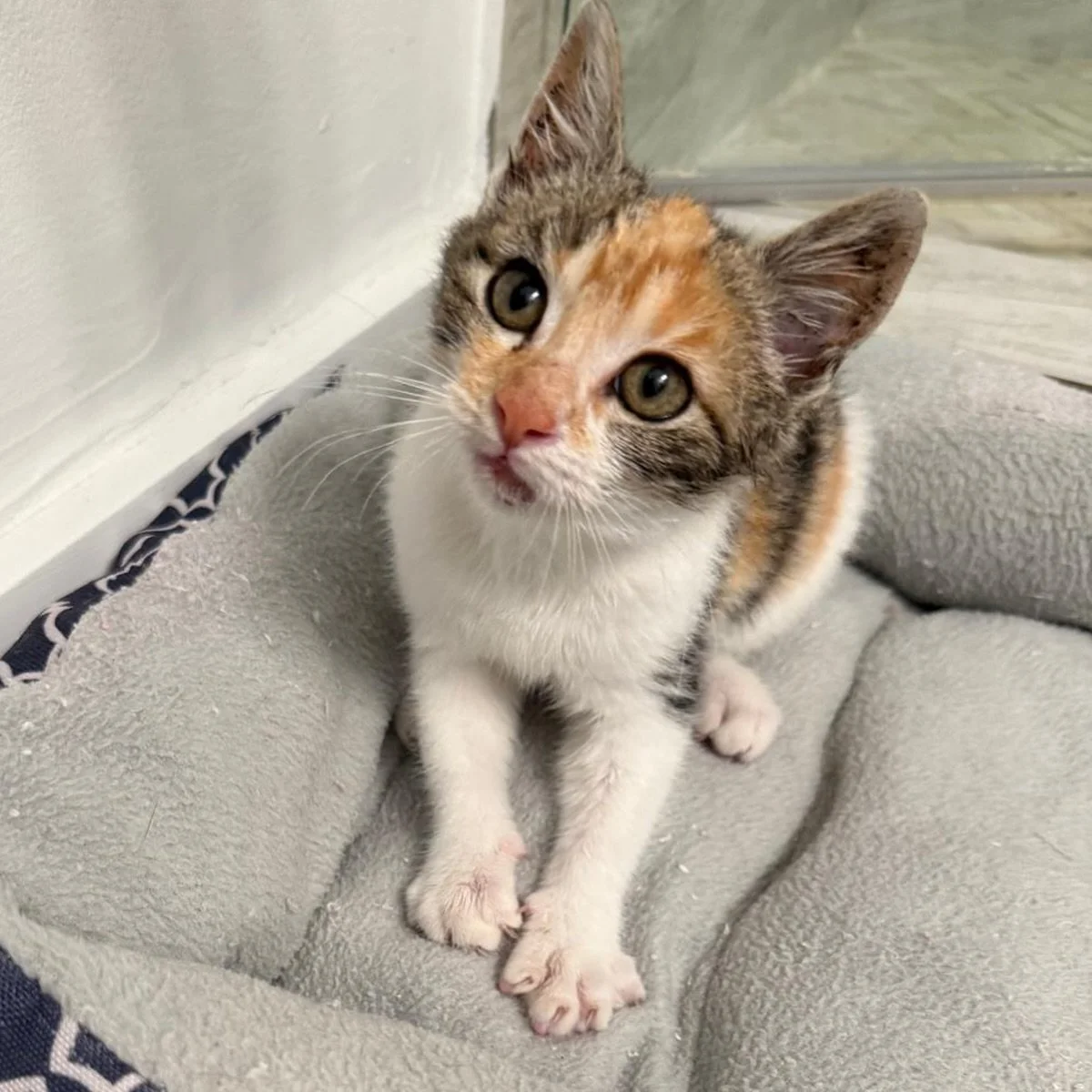 4 stories&hellip; almost 60 feet. That&rsquo;s how far Posie fell after her owners left her on a balcony. That wasn&rsquo;t the first time she had fallen off the balcony either. Posie&rsquo;s owners didn&rsquo;t want her inside so she was living on t