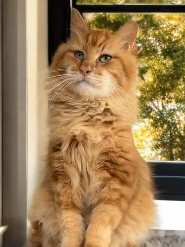 Now who is that handsome fluffy chunker? 😍

Meet Garfield, a GORGEOUS 9-year-old fluffy orange gentleman with the chubbiest cheeks and the sweetest face. This handsome guy is the definition of a big lovable teddy bear. 🧡

Garfield is FIV positive, 