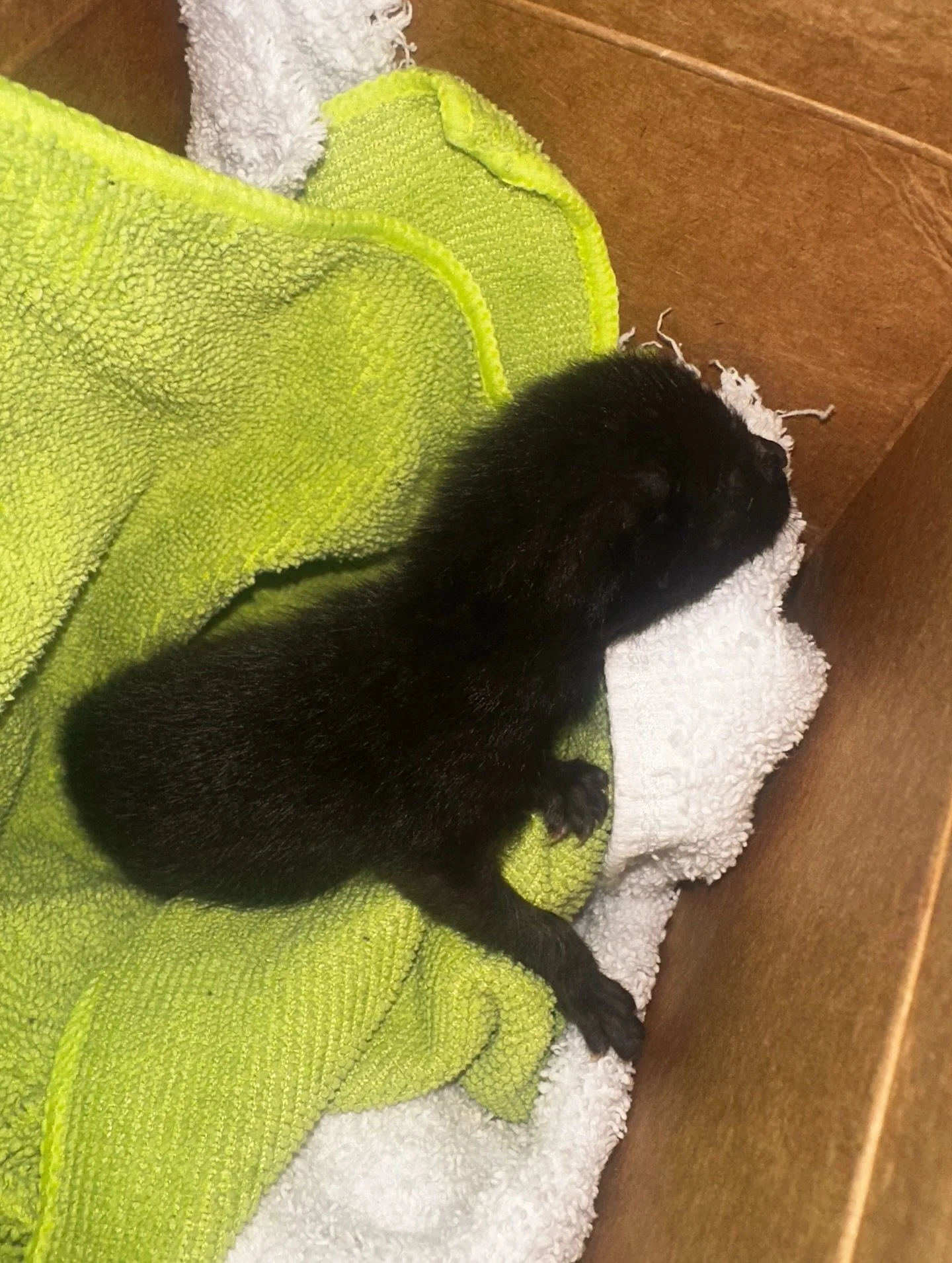 Our latest neonate intake: Inky 🖤

This tiny kitten was found nursing on his deceased mother. Thankfully, he was rescued just in time. A huge thank you to @romeroanimalfoundation for stepping in and getting this little one to us so he could have a f